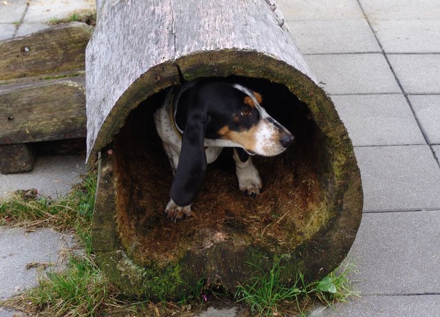 Bernerniederlaufhunde7