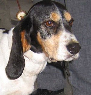 Bernerniederlaufhunde17