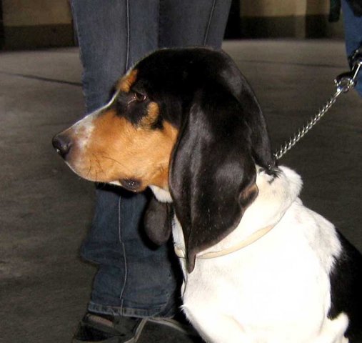 Bernerniederlaufhunde14