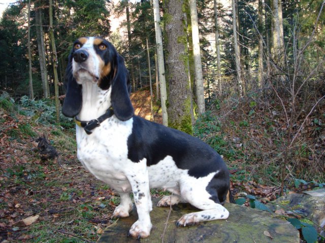 Bernerniederlaufhunde10